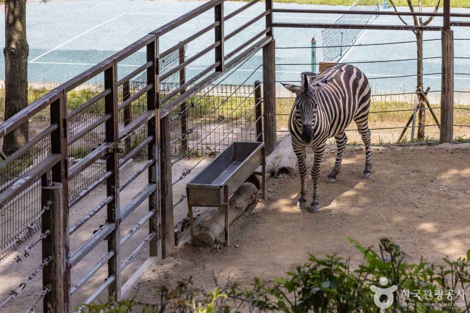 청주 동물원 이미지 10