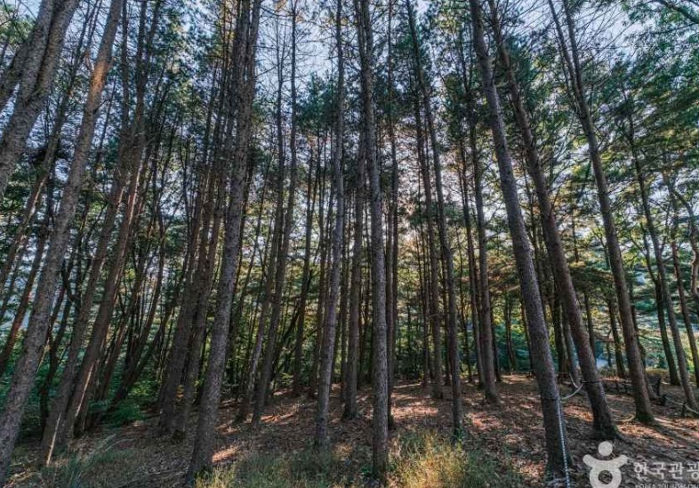 증평 좌구산자연휴양림 이미지 4