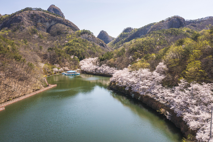 진안 마이산 벚꽃길 이미지 5