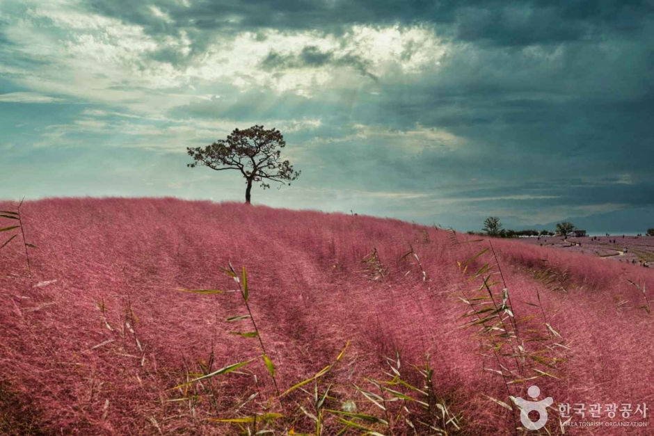 안성 팜랜드 이미지 9