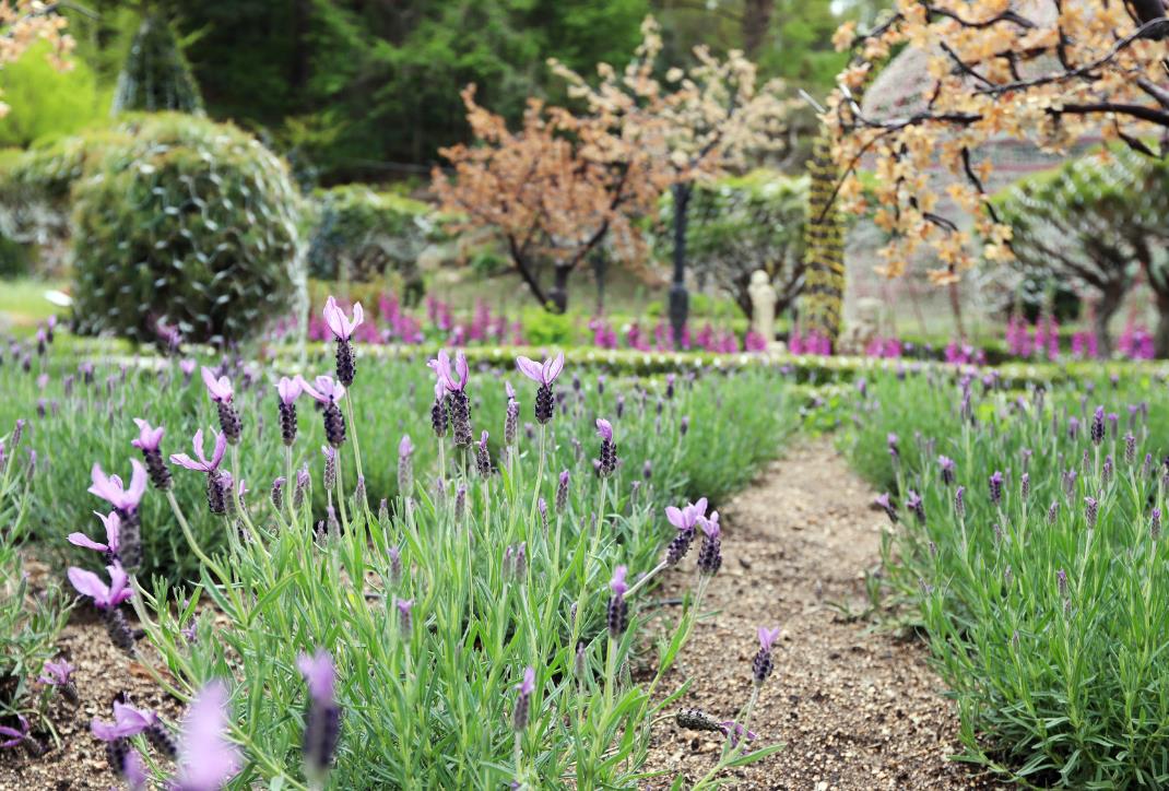 포천 허브아일랜드 이미지 8