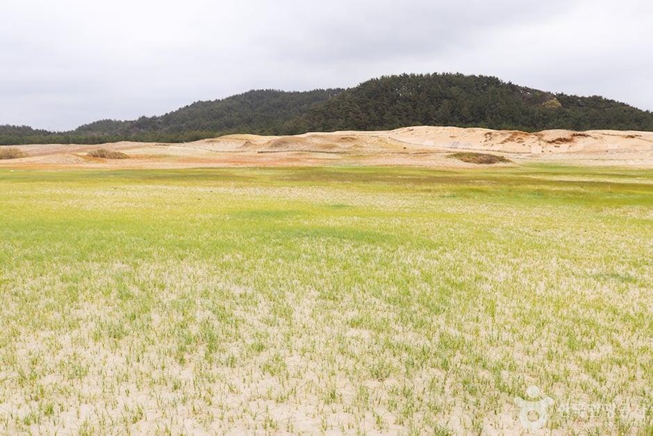 태안 신두리 해안사구 이미지 4