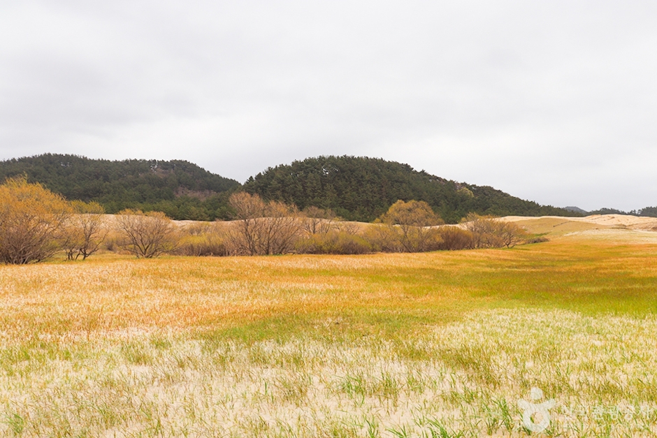 태안 신두리 해안사구 이미지 2