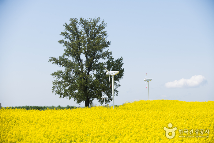 안성 팜랜드 이미지 8