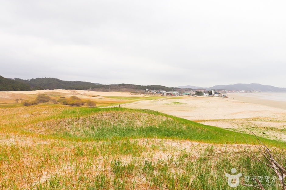 태안 신두리 해안사구 이미지 5