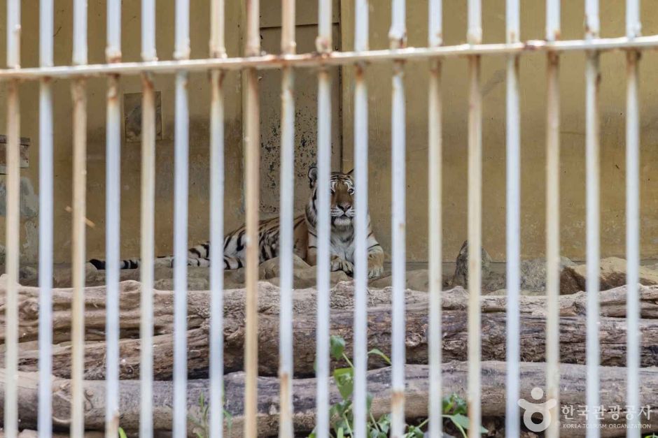 청주 동물원 이미지 4