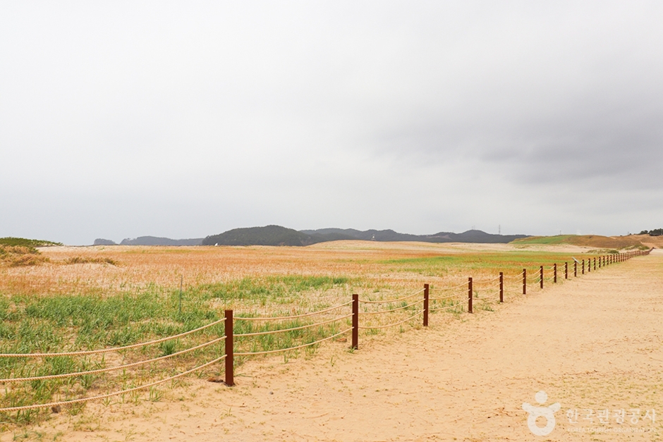 태안 신두리 해안사구 이미지 3