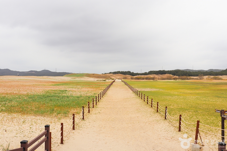 태안 신두리해수욕장 이미지 2