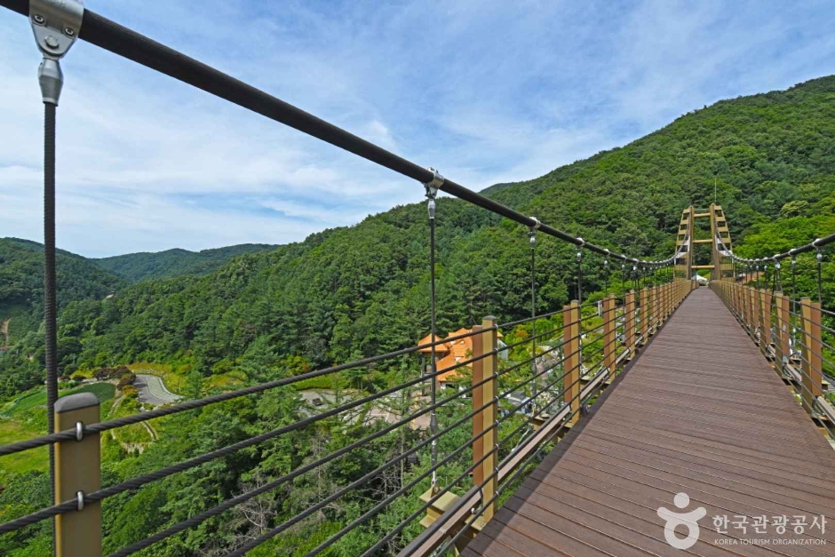 증평 좌구산 명상구름다리 이미지 1