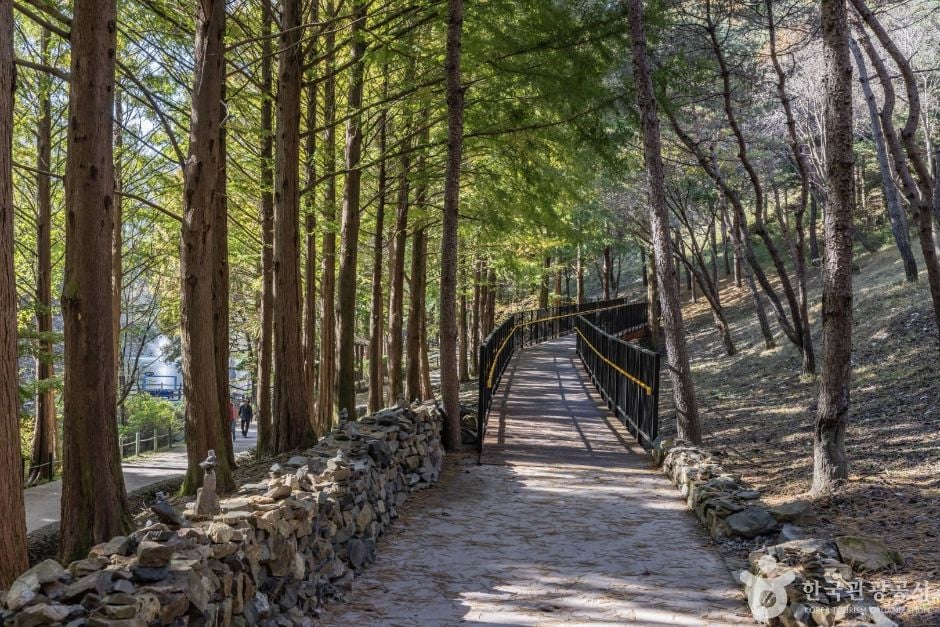 청주 미동산수목원 이미지 7