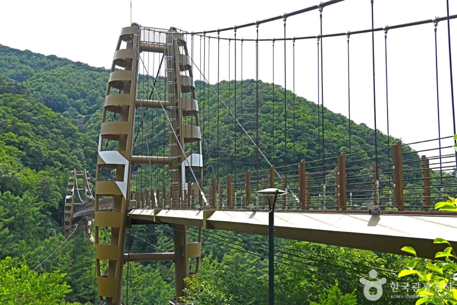 증평 좌구산 명상구름다리 이미지 2