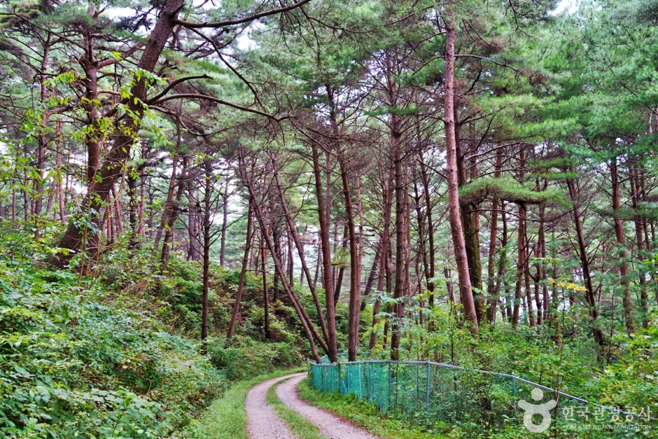 봉화 서벽금강소나무숲 이미지 2