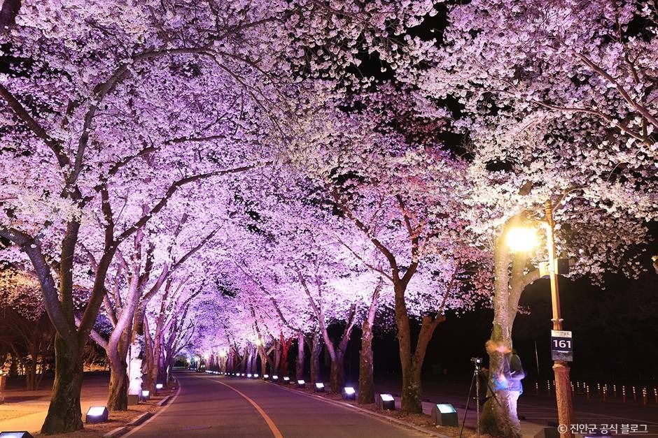 진안 마이산 벚꽃길 이미지 3