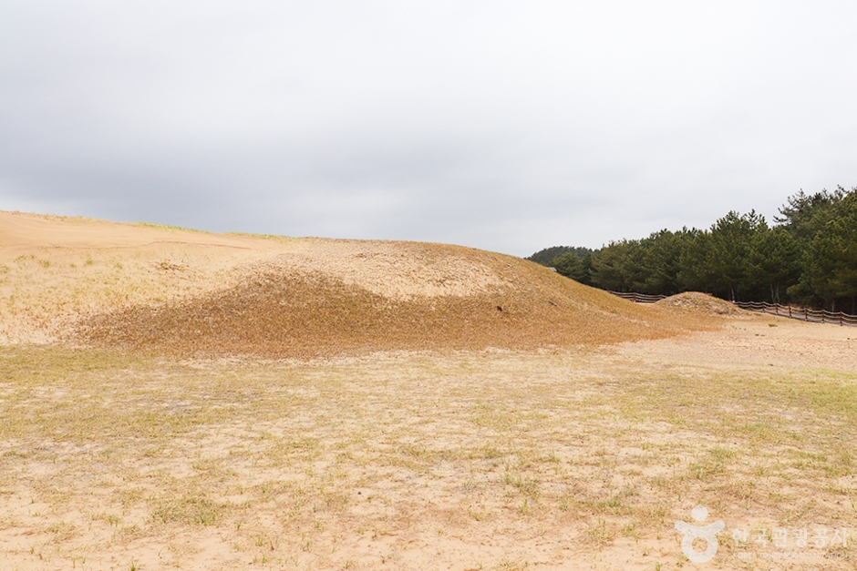 태안 신두리 해안사구 이미지 6