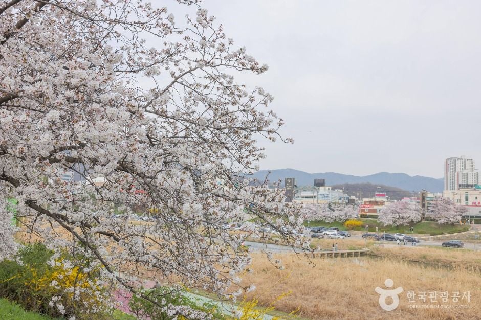 청주 무심천 벚꽃 거리 이미지 4