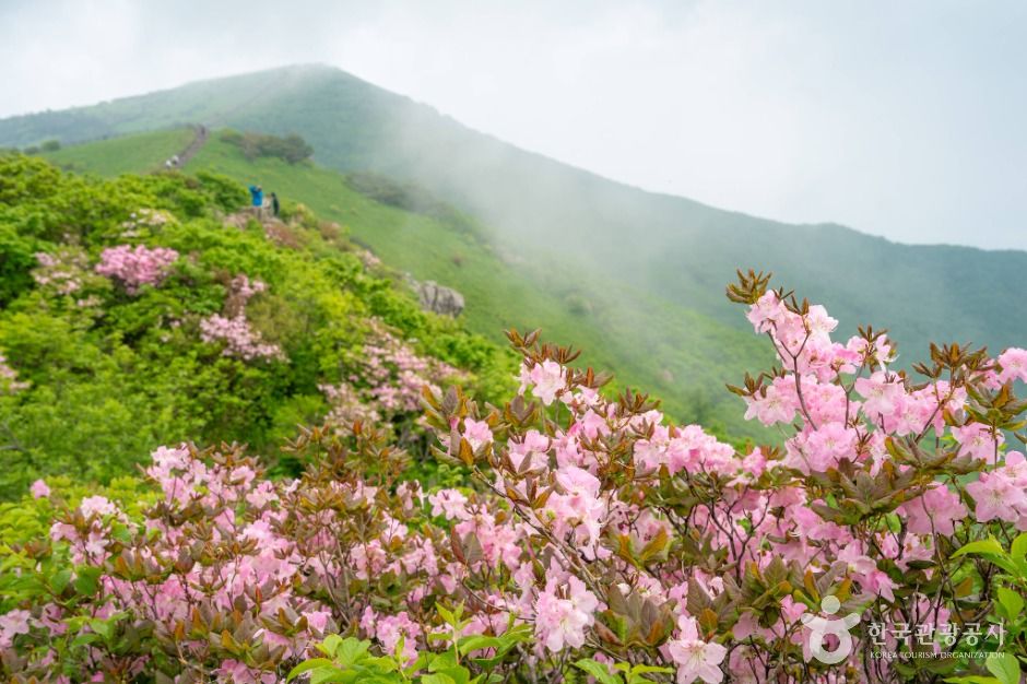 단양 소백산국립공원 이미지 5