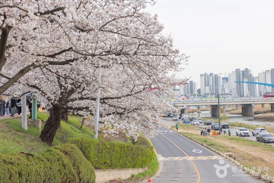 청주 무심천 벚꽃 거리 이미지 9