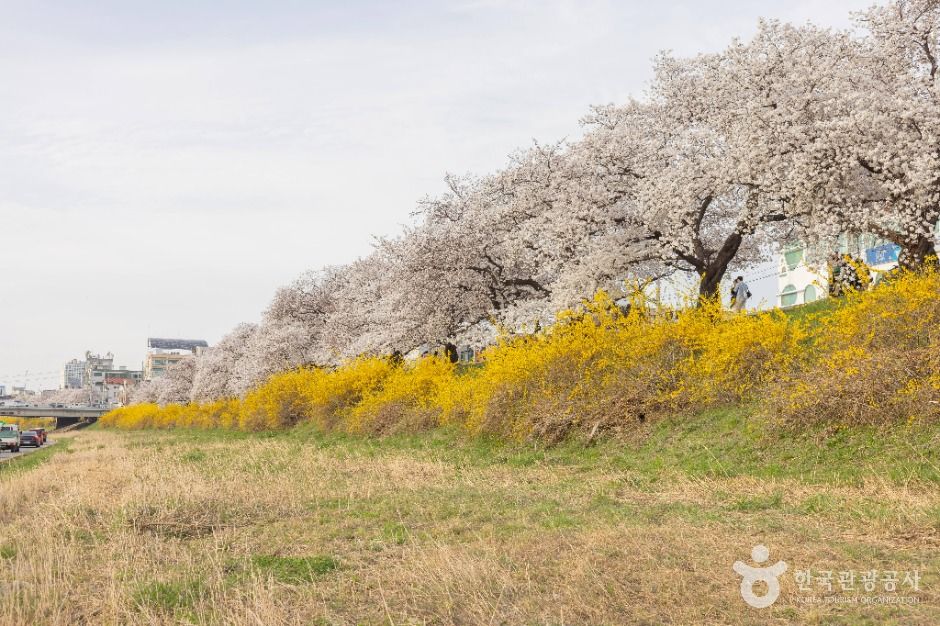청주 무심천 벚꽃 거리 이미지 1