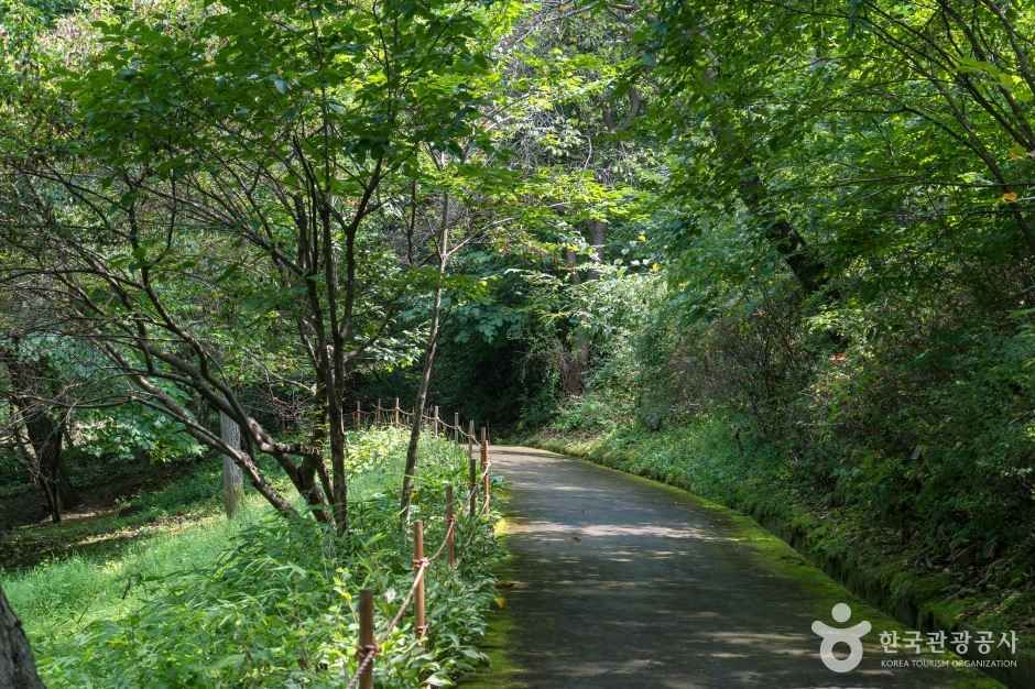 용인 자연휴양림 이미지 4