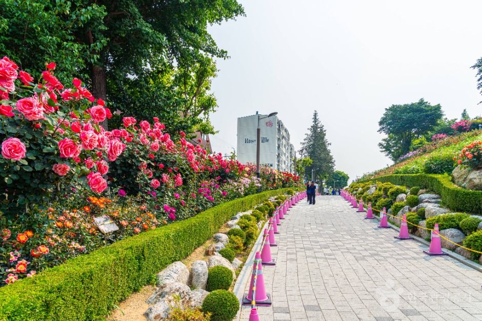 부천 백만송이장미원 이미지 8