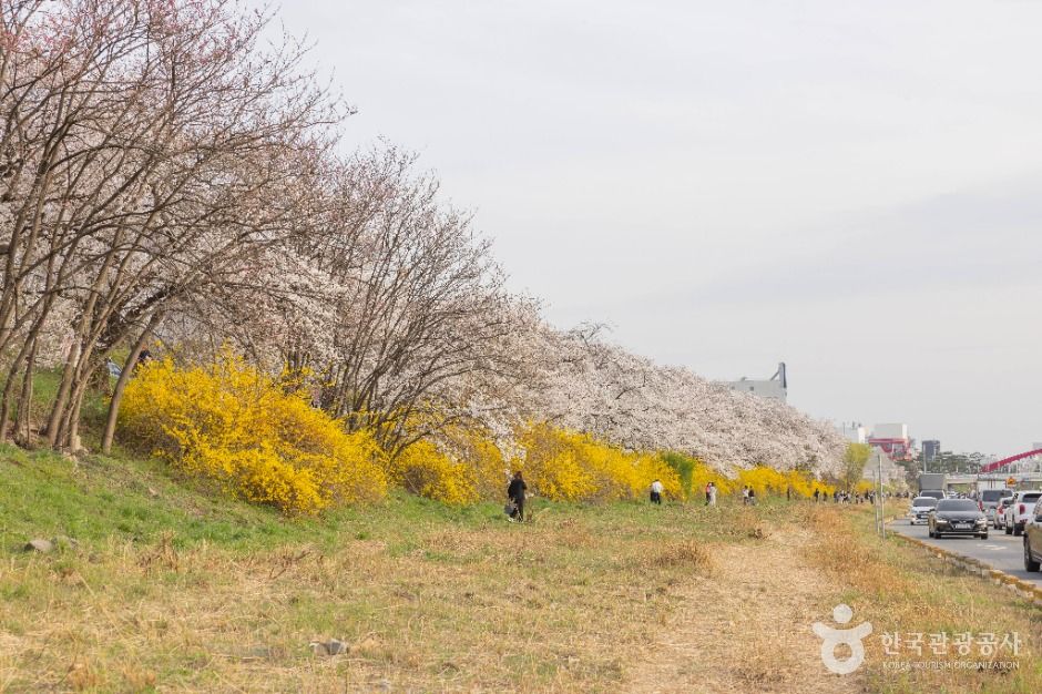 청주 무심천 벚꽃 거리 이미지 7