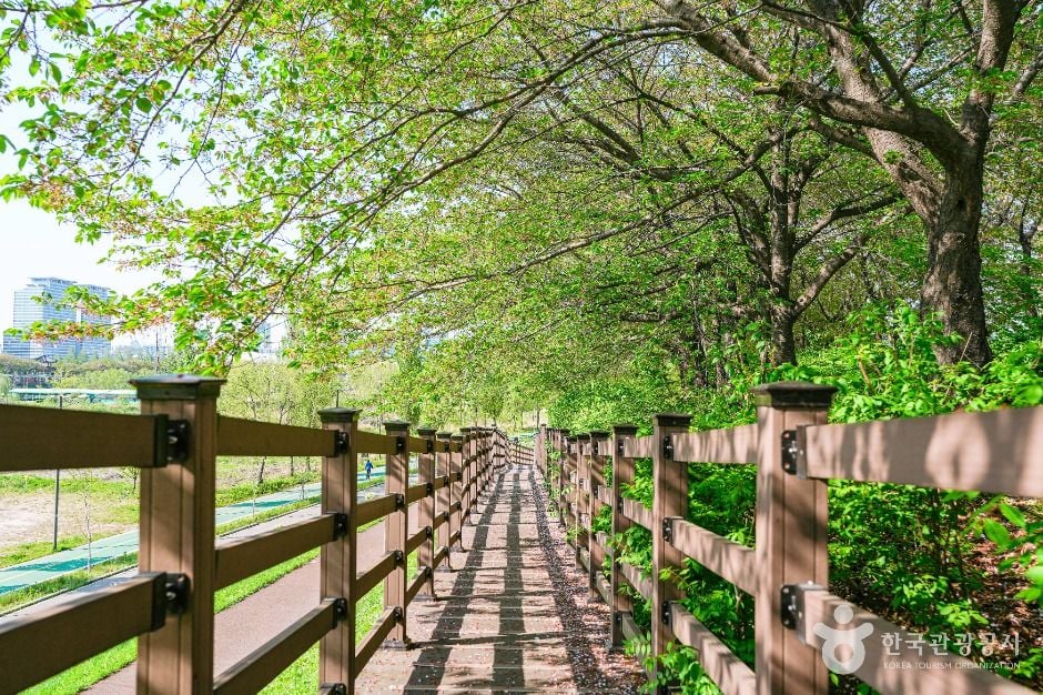 서울 안양천 제방벚꽃길 이미지 6