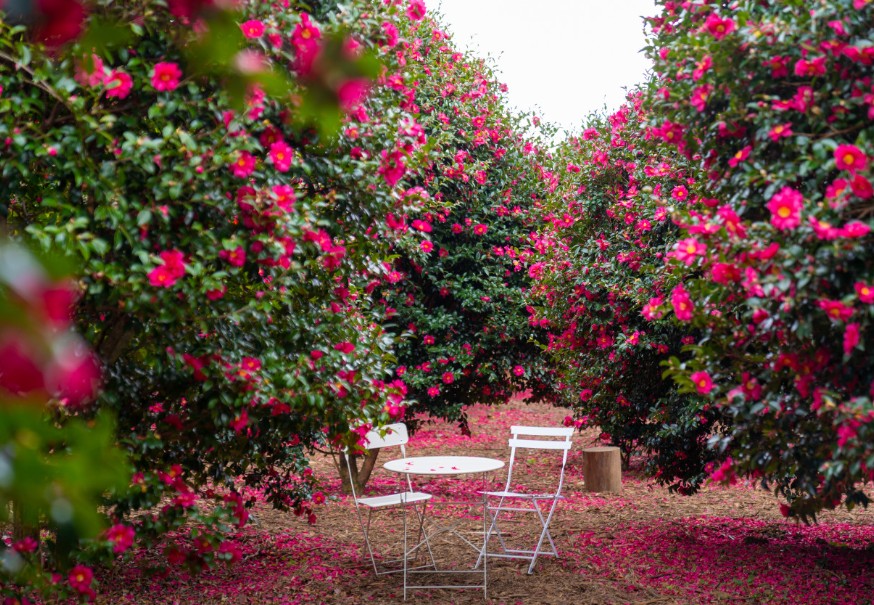 제주 동백포레스트 이미지 3