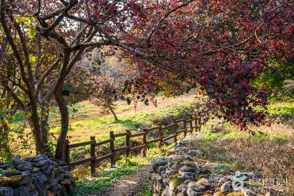 이천 산수유마을 이미지 2