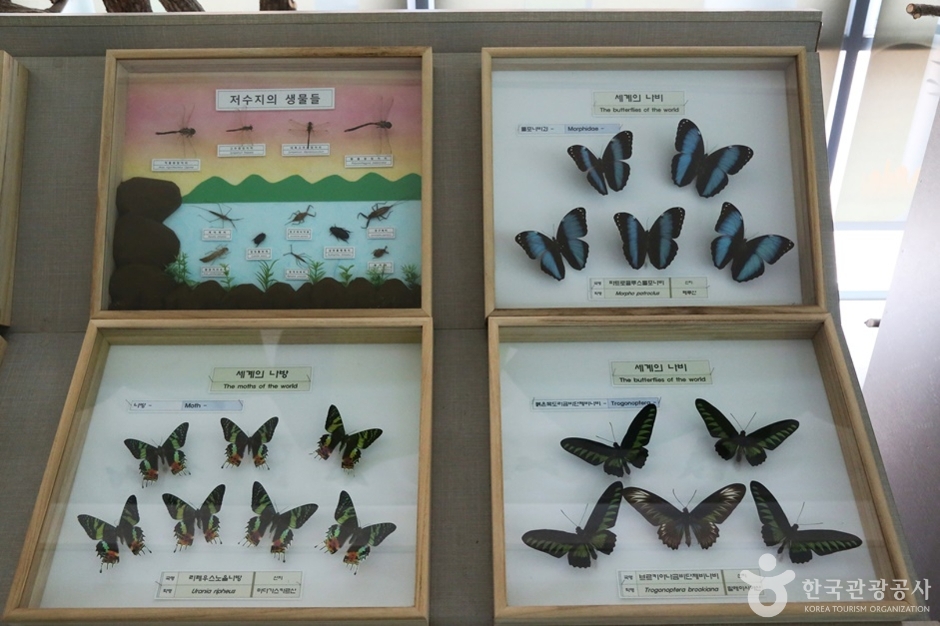 거제 곤충생태박물관 이미지 4