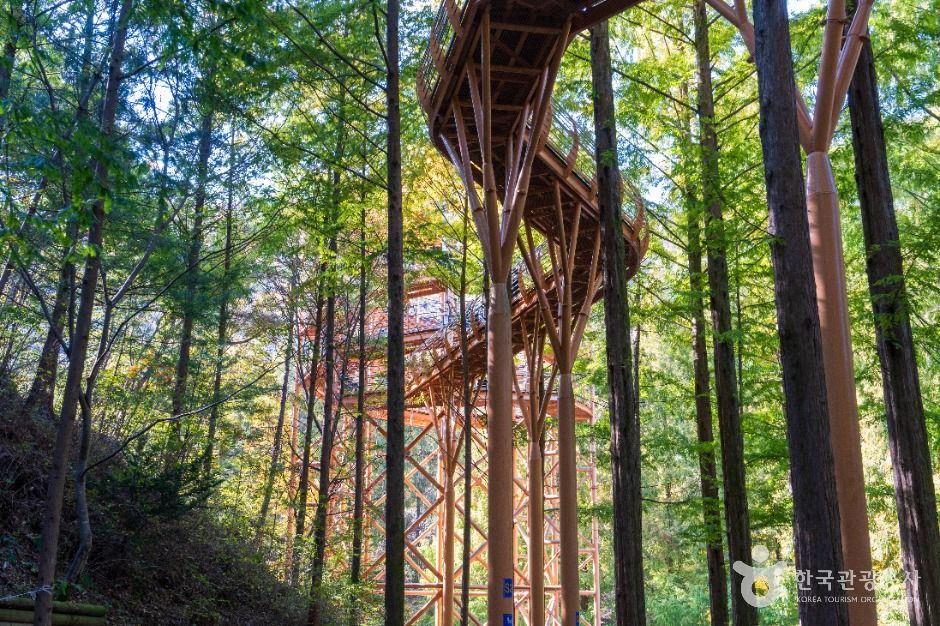 대전 장태산 자연휴양림 이미지 3