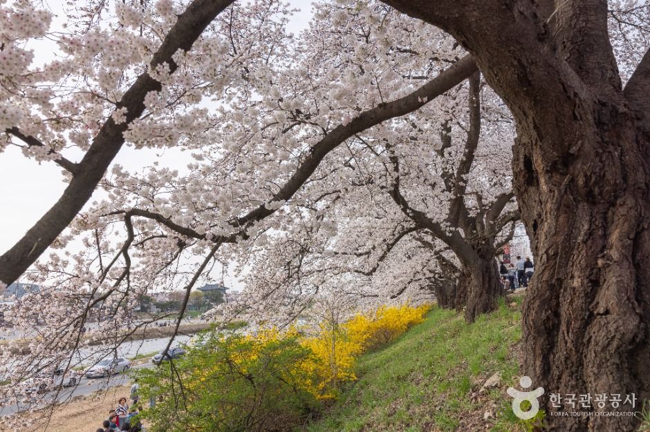 청주 무심천 벚꽃 거리 이미지 3