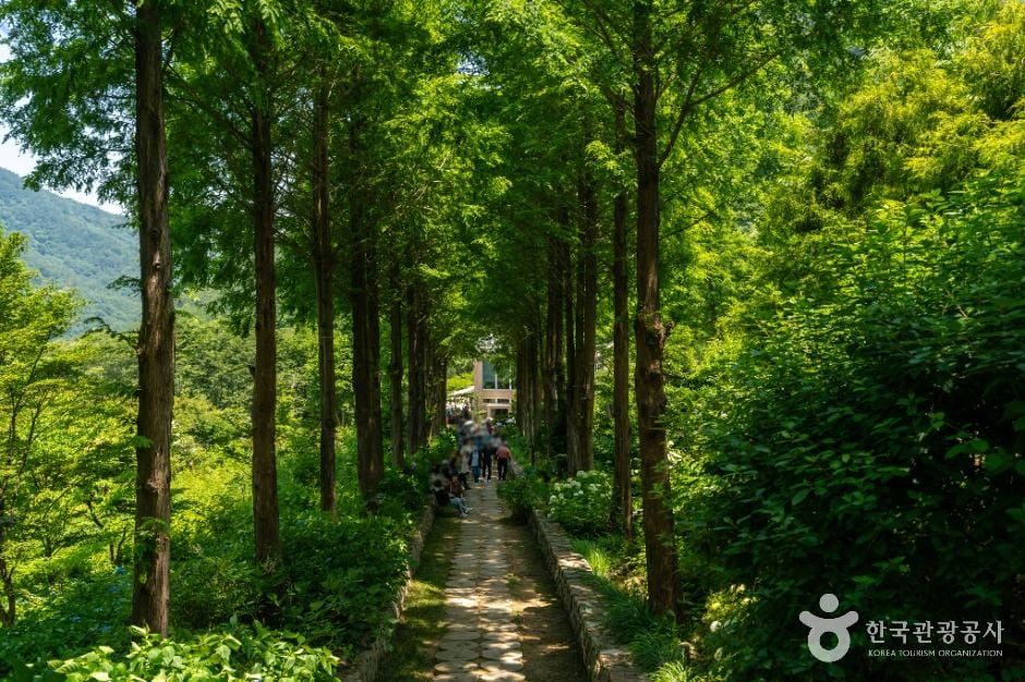 고성 그레이스 정원 이미지 2