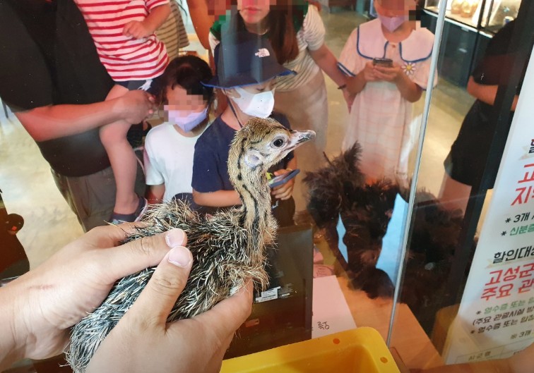 고성 공룡타조랜드 이미지 9