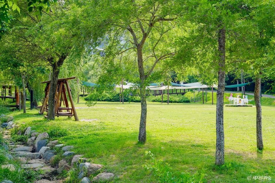 통영 RCE세자트라숲 이미지 7