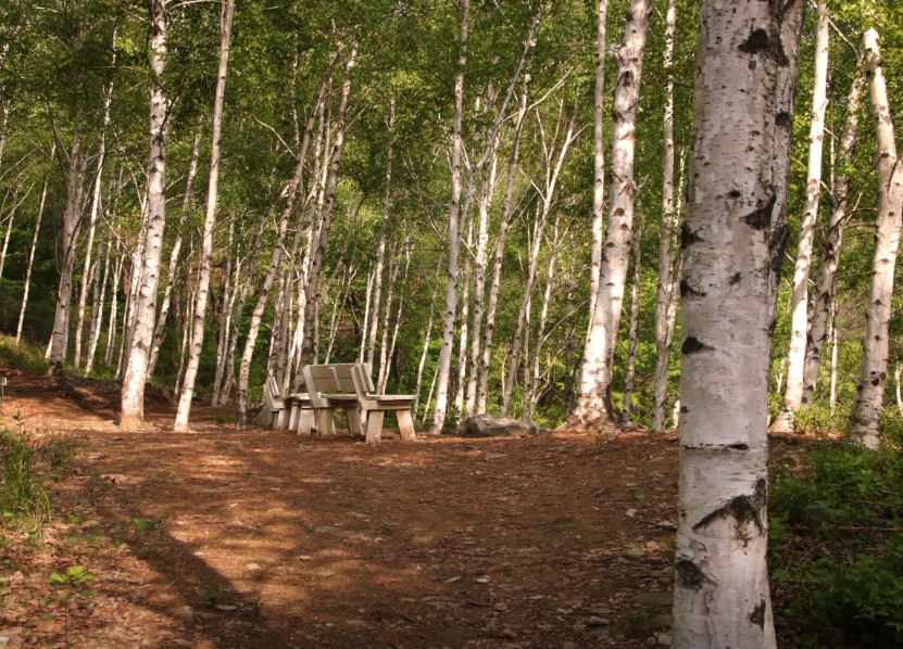 양평 서후리숲 이미지 6