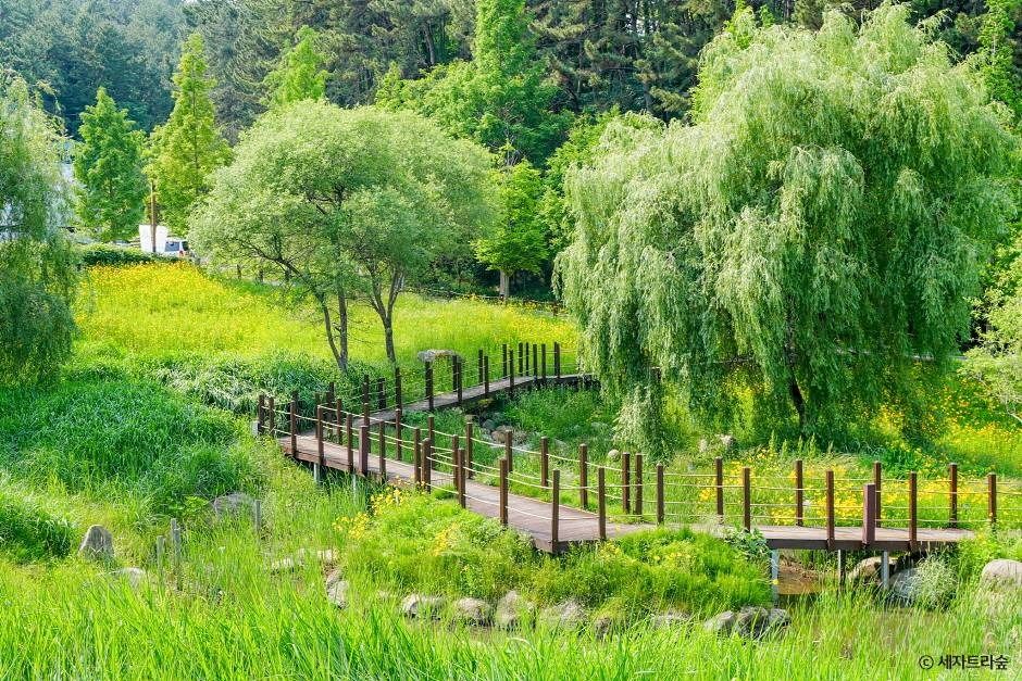 통영 RCE세자트라숲 이미지 4