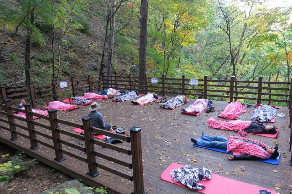 강릉 국립대관령치유의숲 이미지 10