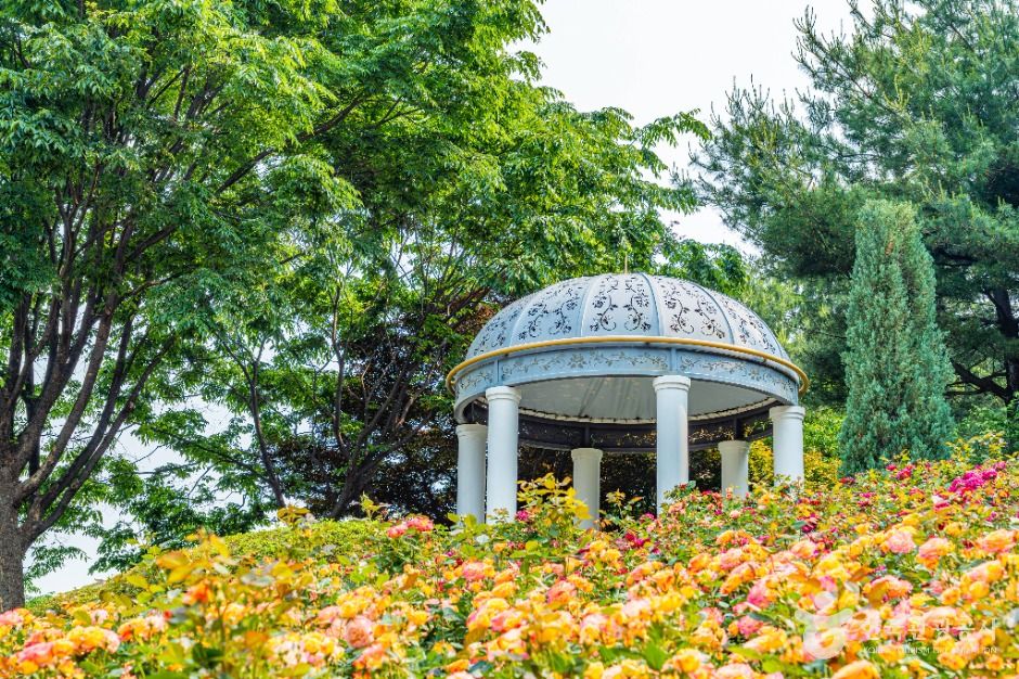 부천 백만송이장미원 이미지 5