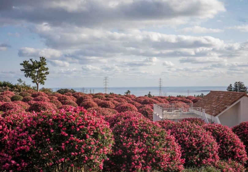 제주 동백포레스트 이미지 1