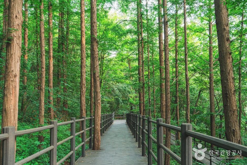 서울 서대문 안산_안산자락길 이미지 2