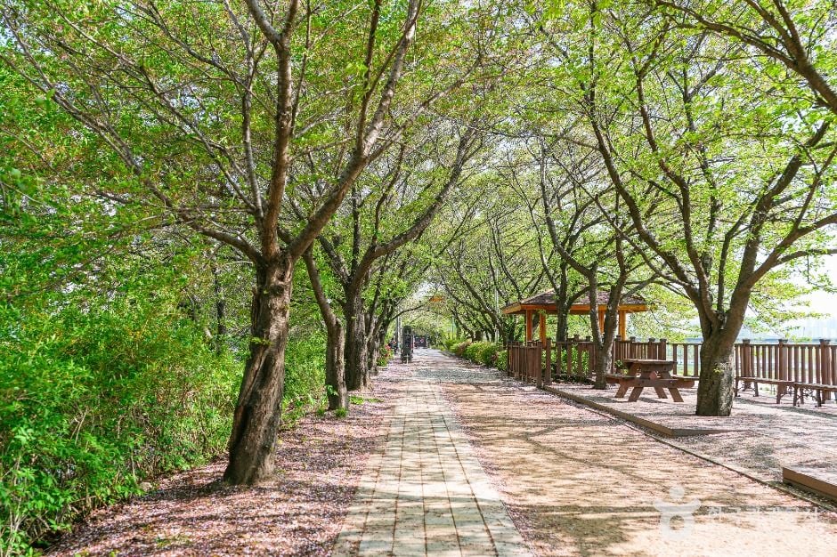 서울 안양천 제방벚꽃길 이미지 3