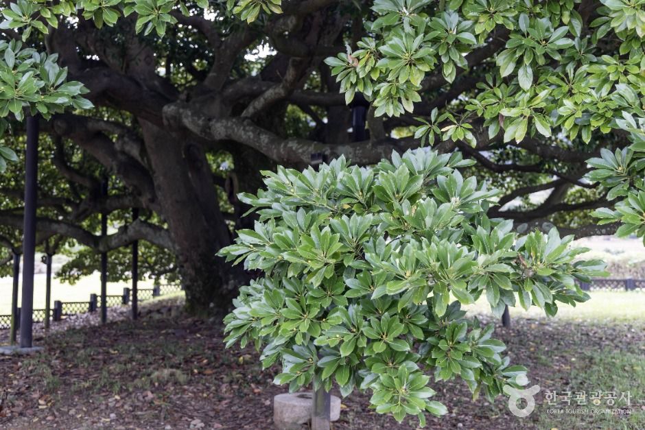 남해 창선도 왕후박나무 이미지 4