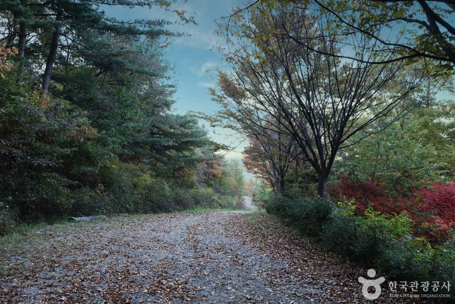 양평 서후리숲 이미지 9