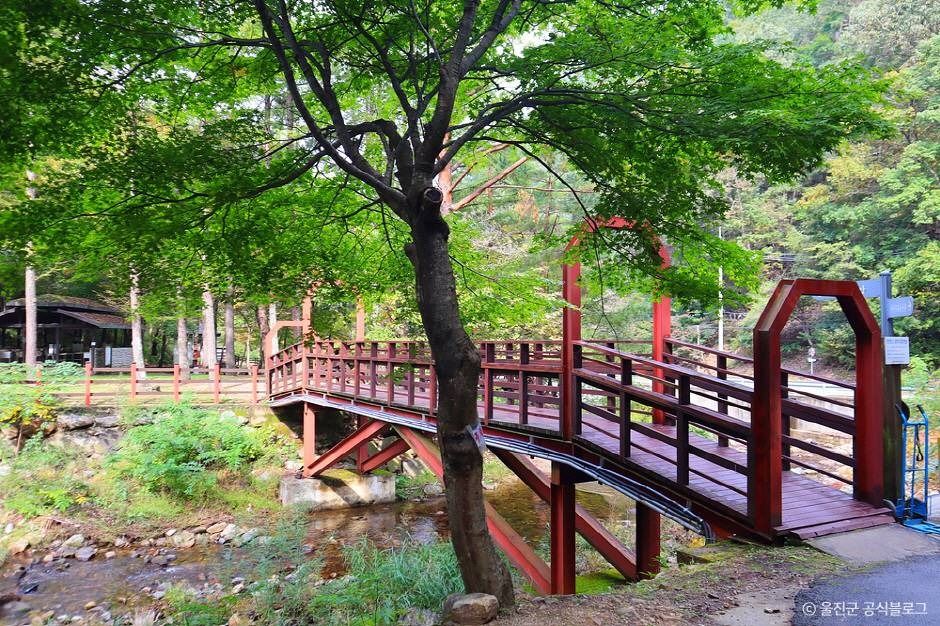 울진 통고산자연휴양림 이미지 9