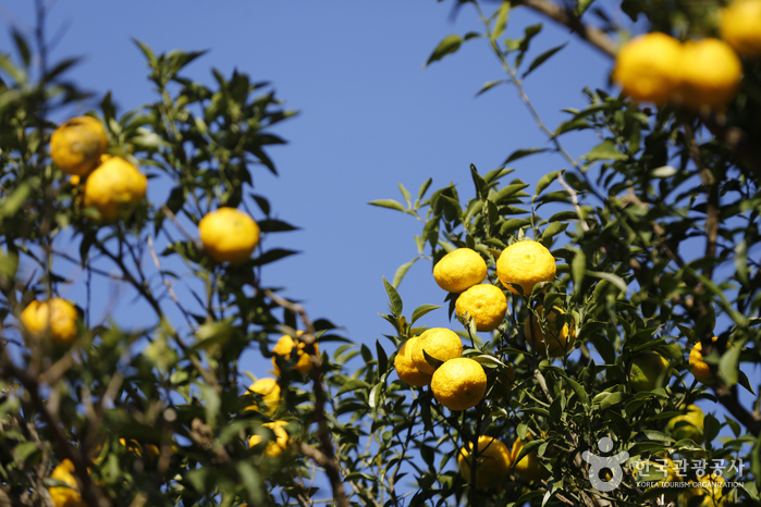 고흥 유자공원 이미지 4