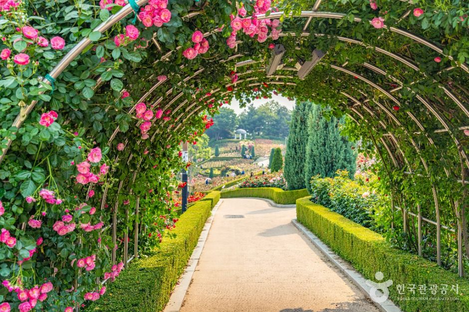 부천 백만송이장미원 이미지 9