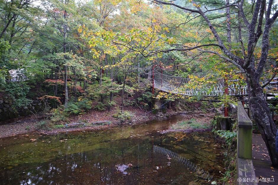 울진 통고산자연휴양림 이미지 4