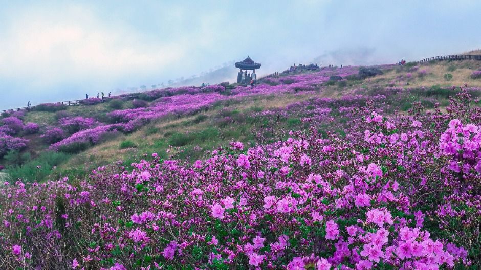 산청 황매산 이미지 2