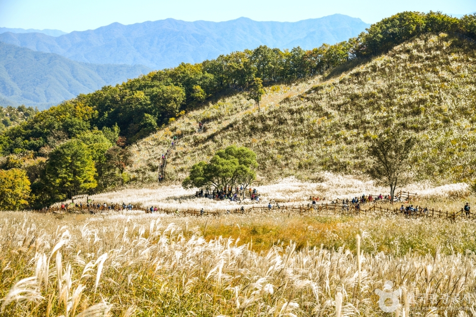 포천 명성산 억새밭 이미지 7