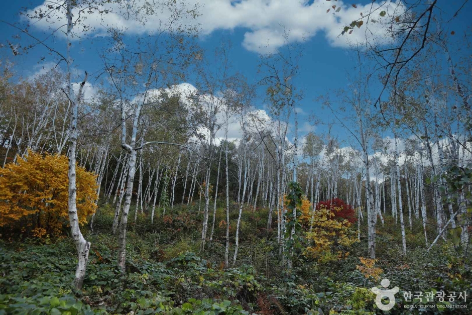 양평 서후리숲 이미지 4